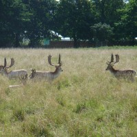 Fallow Deer